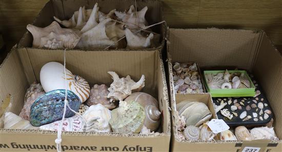 A large quantity of shells including conch, nautilus, etc.